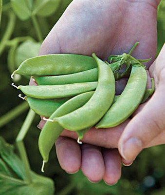 VibeX Pea Seed(120 per packet)