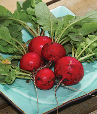 VibeX Radish Seed(120 per packet)