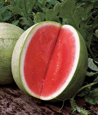 VibeX Watermelon Seed(50 per packet)