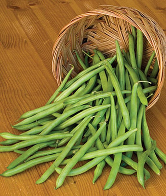 VibeX F1 Hybrid Provider Bush Bean Seed(75 per packet)