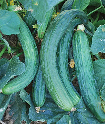 VibeX Cucumber Seed(120 per packet)