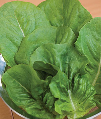 VibeX F1 Hybrid Lettuce, Vivian Organic Seed(120 per packet)