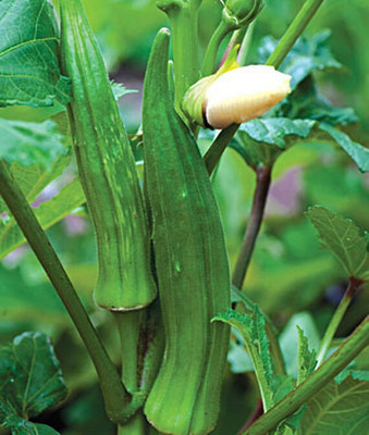VibeX Organic Clemson Spineless Okra Seed(120 per packet)
