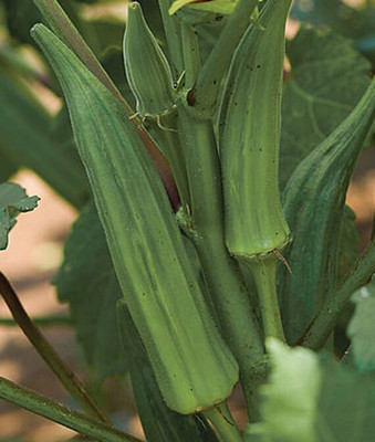 VibeX Okra, Clemson Spineless Seed(120 per packet)