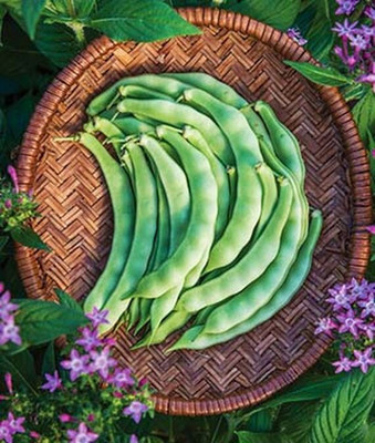 VibeX Pole Bean Lazy Housewife Seed(75 per packet)