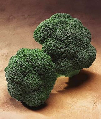 VibeX Broccoli, Gypsy Hybrid Seed(120 per packet)