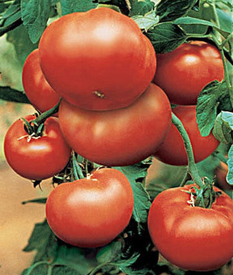 VibeX Tomato Seed(120 per packet)