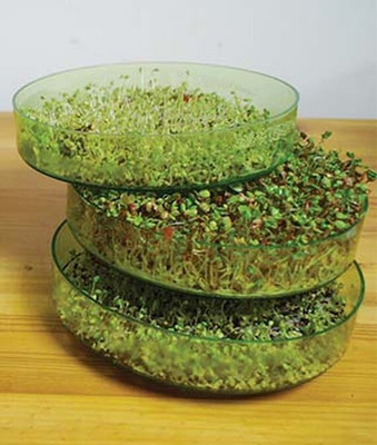 VibeX Sprout Seed, Zesty Collection Seed(1500 per packet)