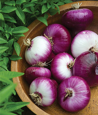 VibeX Egyptian Walking Onion Seed(120 per packet)