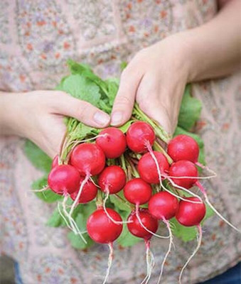 VibeX , Cherry Belle Seed(120 per packet)