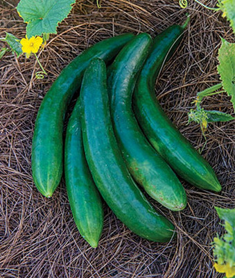 VibeX Supremo Hybrid Cucumber Seed(120 per packet)