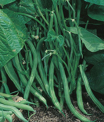 VibeX Bean Seed(75 per packet)