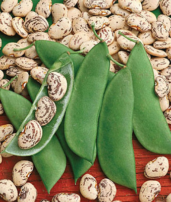VibeX Bean Seed(75 per packet)