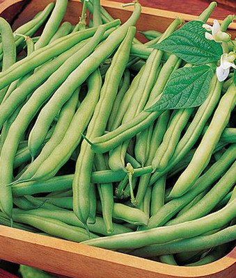 VibeX Bean Seed(75 per packet)