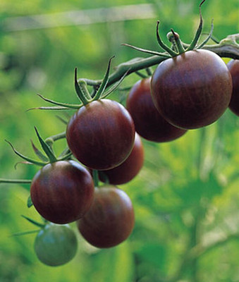 VibeX Tomato Seed(120 per packet)