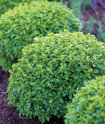 VibeX Boxwood Basil Seed(120 per packet)