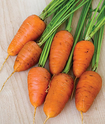 VibeX Carrot, Caracas Hybrid Seed(120 per packet)