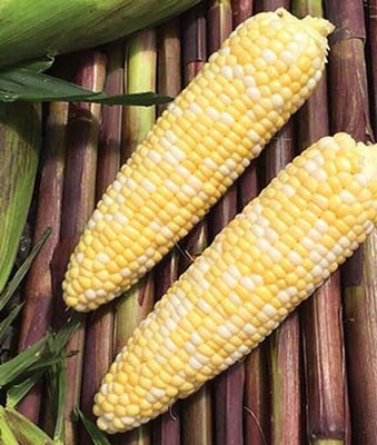 VibeX Corn Seed(120 per packet)
