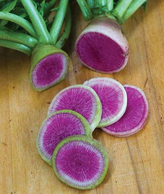 VibeX Cherry Belle Radish Seed(120 per packet)