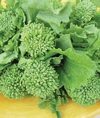VibeX Broccoli Seed(120 per packet)