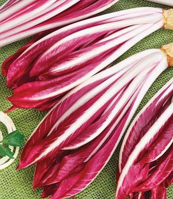 VibeX Red Treviso Red Cabbage Radicchio Seed(120 per packet)