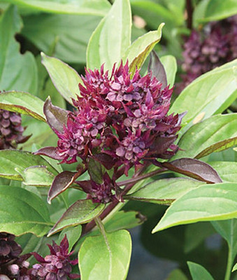 VibeX Basil, Siam Queen Seed(120 per packet)