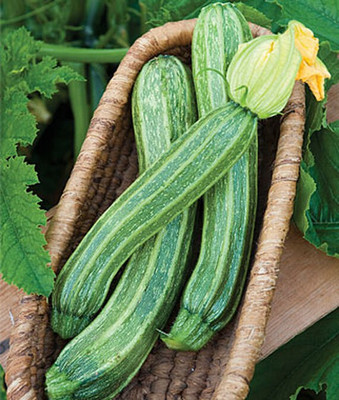 VibeX Squash, Italian Ribbed Zucchini Seed(50 per packet)