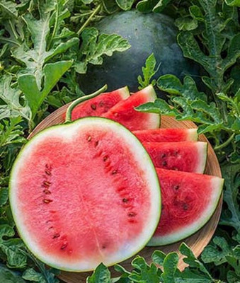 VibeX Watermelon, Seed(50 per packet)