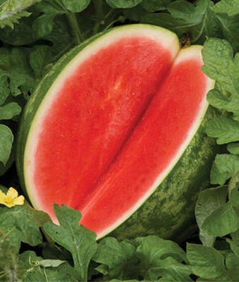 VibeX Watermelon, Red Ruby Hybrid Seed(50 per packet)