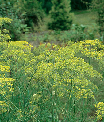 VibeX Dill, Mammoth Seed(120 per packet)