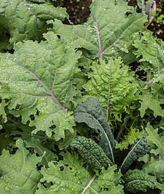 VibeX Kale, Kale Storm Blend Seed(120 per packet)