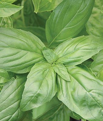 VibeX Basil, Large Leaf Organic Seed(120 per packet)