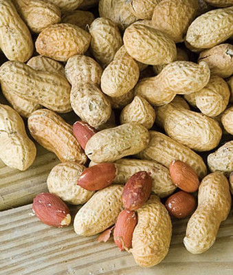 VibeX Peanut, Jumbo Virginia Seed(120 per packet)
