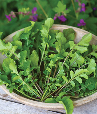 VibeX Arugula, Selvatica Organic Seed(120 per packet)