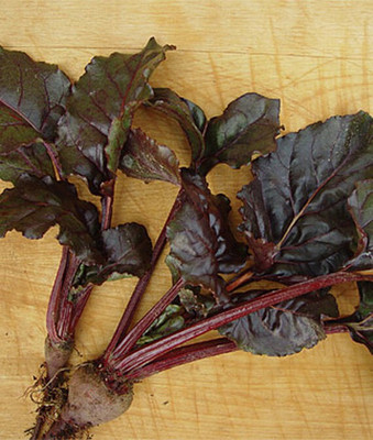 VibeX Beetroot Seed(120 per packet)