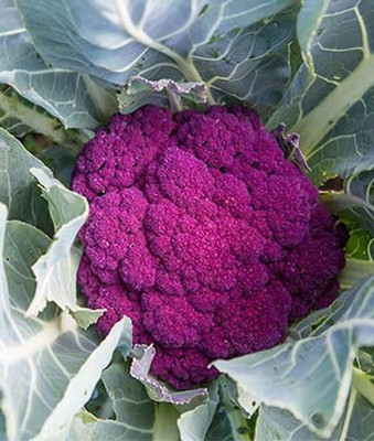 VibeX Cauliflower Seed(120 per packet)