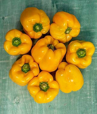 VibeX F1 Hybrid Gold Sweet Pepper Seed(120 per packet)