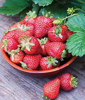 VibeX Seascape Strawberry Seed(60 per packet)
