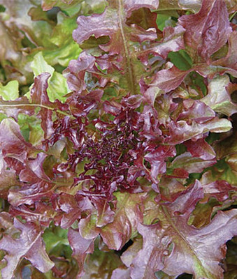 VibeX Hybrid Prizeleaf Lettuce Seed(120 per packet)