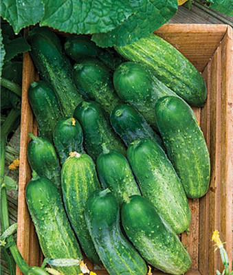 VibeX Organic Fresh Pickles Cucumber Seed(120 per packet)