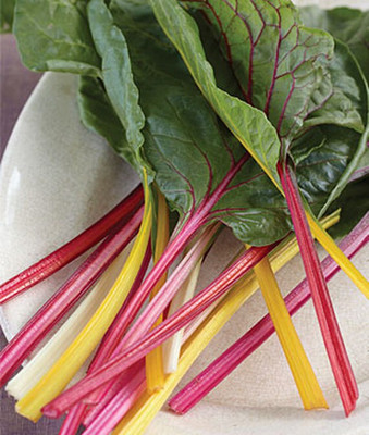 VibeX Bright Lights Swiss Chard Seed(120 per packet)