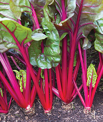 VibeX F1 Hybrid Red Magic Hybrid Swiss Chard Seed(120 per packet)
