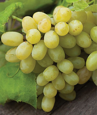 VibeX Organic Grape Seed(30 per packet)