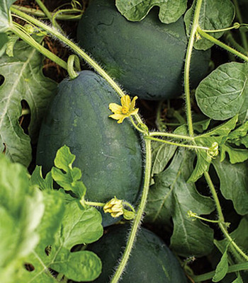 VibeX Watermelon Seed(50 per packet)