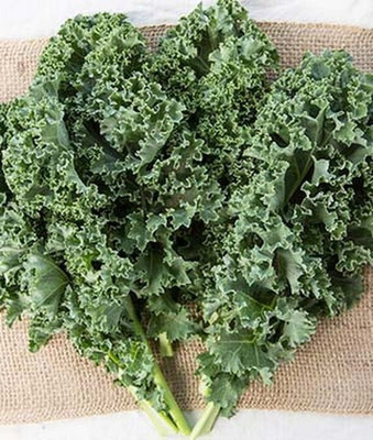 VibeX Prizm Hybrid Kale Seed(120 per packet)