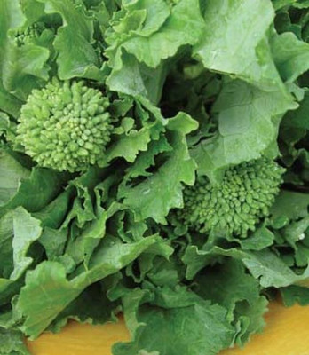 VibeX Broccoli Raab, Spring Seed(120 per packet)