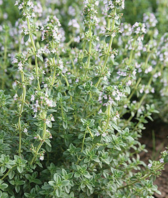 VibeX Lemon Thyme Seed(120 per packet)