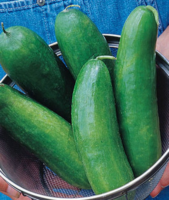 VibeX Cucumber Seed(120 per packet)