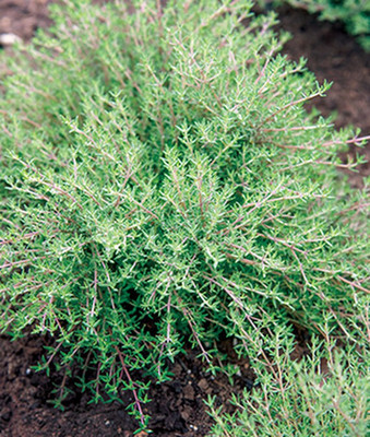 VibeX Fast Growing Orangelo Thyme Seed(120 per packet)