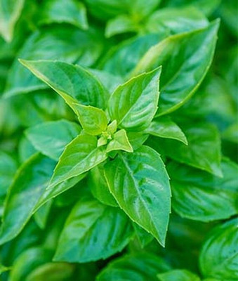 VibeX Pesto Party Basil Seed(120 per packet)